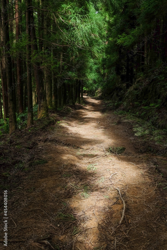 Fototapeta premium Hiking on Pico da Vara trail through subtropical forest on Sao Miguel island, Azores, Portugal on a misty morning