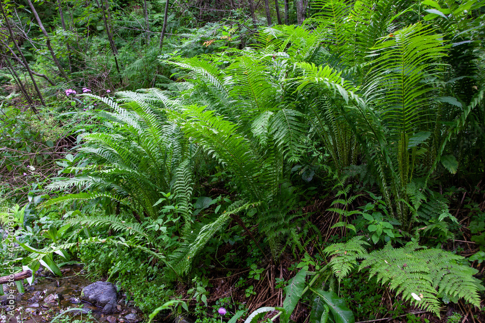 Dense thickets of ferns in the Siberian taiga close-up. Beautiful nature background with many ferns in a picturesque forest.