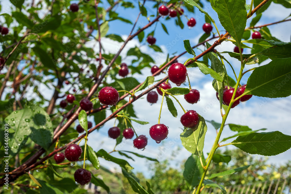 Ripe red cherry with raindrops, selective focus. Ripe red cherry with raindrops, selective focus.