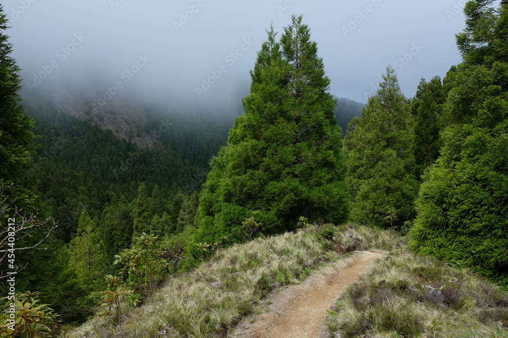 Hiking on Pico da Vara trail through subtropical forest on Sao Miguel island, Azores, Portugal on a misty morning