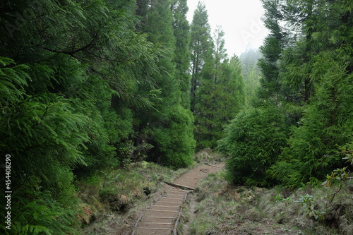 Hiking on Pico da Vara trail through subtropical forest on Sao Miguel island, Azores, Portugal on a misty morning