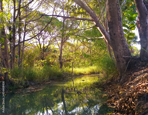 morning in the forest