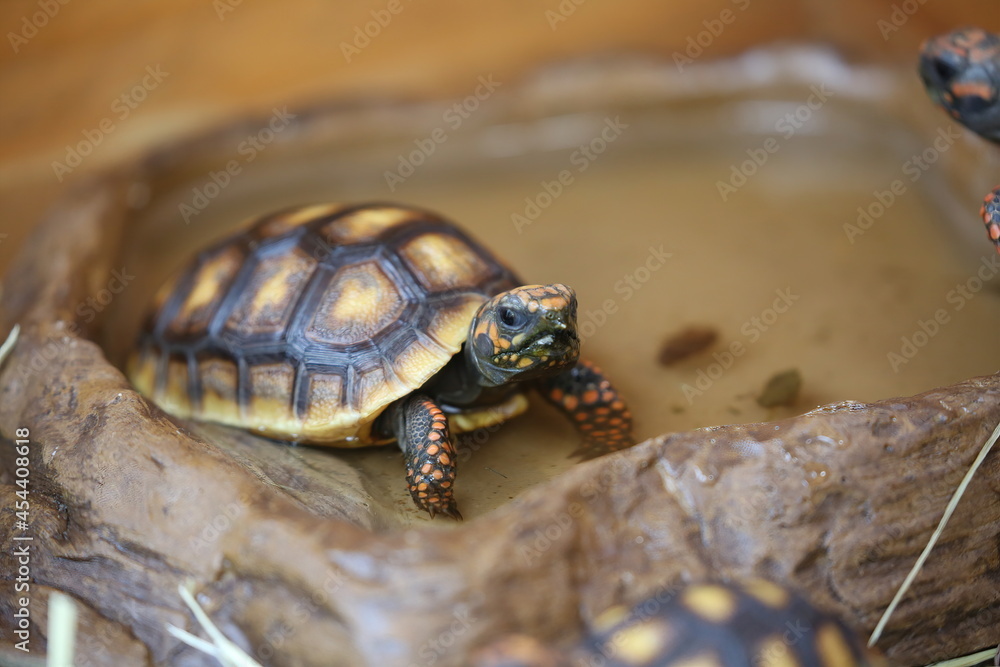 Geochelone Denticulata Tortoise Calves