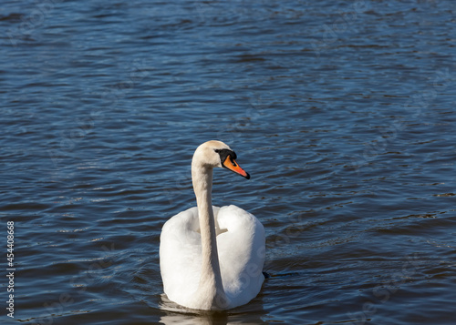 beautiful waterfowl Swan on the lake in the spring
