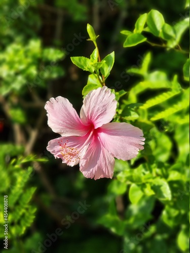 pink flower in the park © Mohamed Waheed