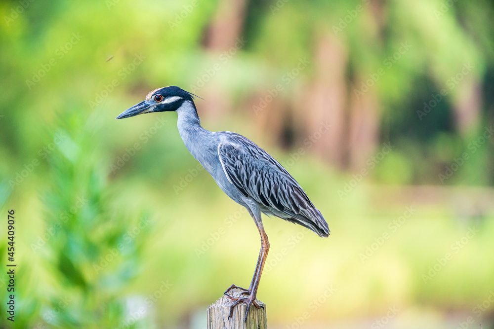 Fototapeta premium Yellow Crowned Night Heron On The Dock