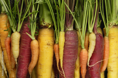 Full frame close up of colorful  whole carrots