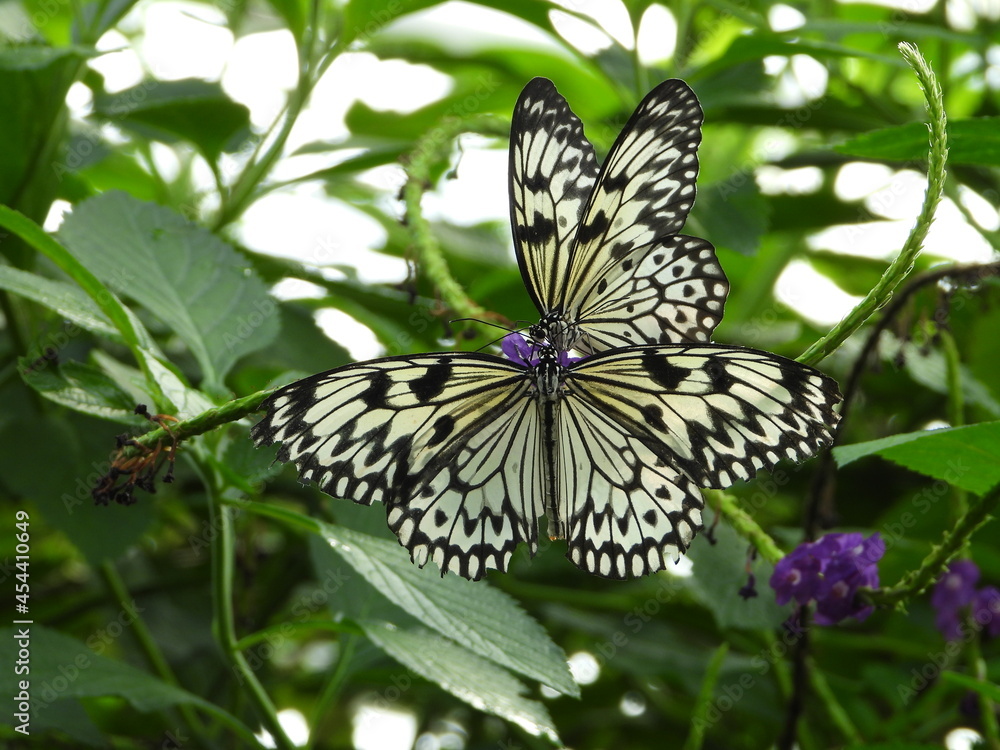 Fototapeta premium butterfly on flower