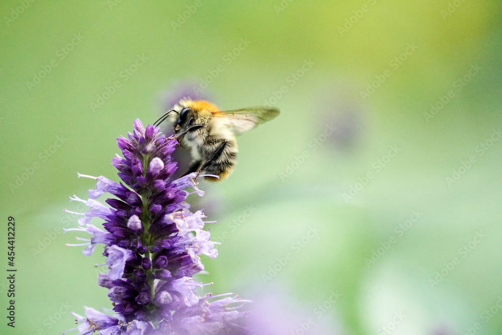 bee 1 bee 1