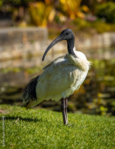 Ibis portrait