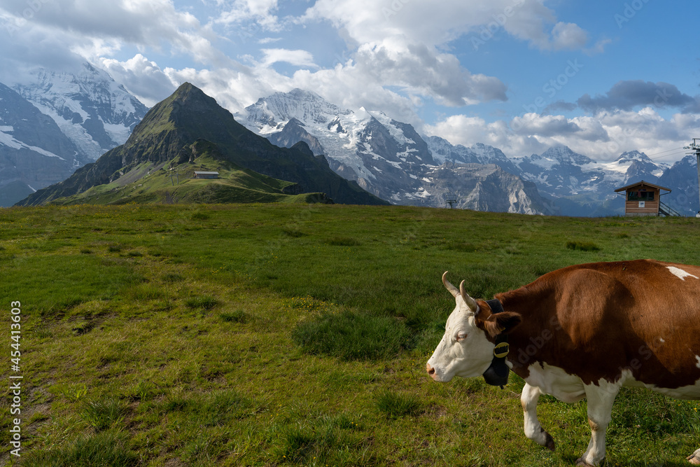 Une vache qui avance de droite à gauche dans des alpages avec en fond des massifs montagneux enneigés
