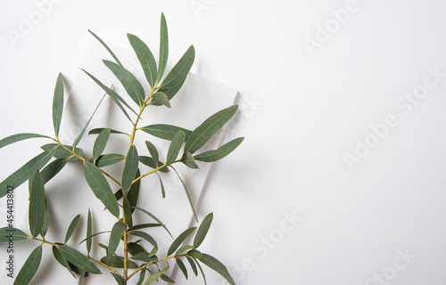 fresh eucalyptus branch on a white  background. Top view and copy space