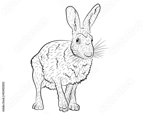 Vector illustration of a European hare in isolate on a white background. Vector illustration.
