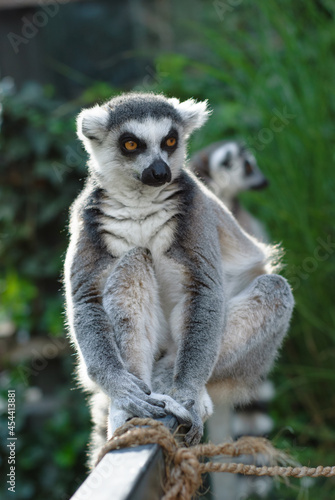 Lemur catta (ring tailed lemur) sitting on a fence, Prague Zoo