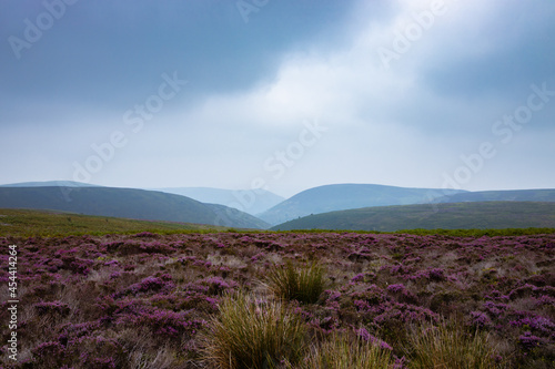 Purple heather on a misty morning