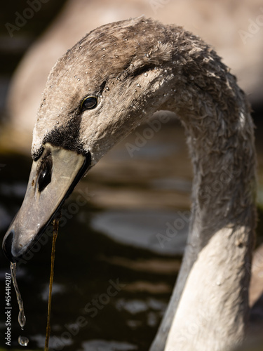 portrait of a swan