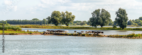 Cows seeking some cooling near the river on a warm summer day in August photo