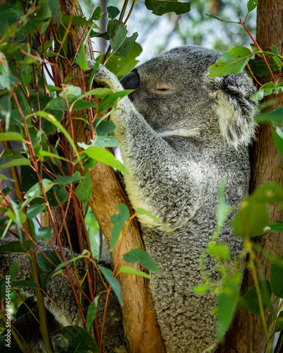 koala in tree
