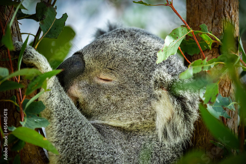 koala in a tree