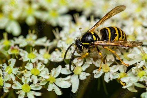 Wasp in flowers
