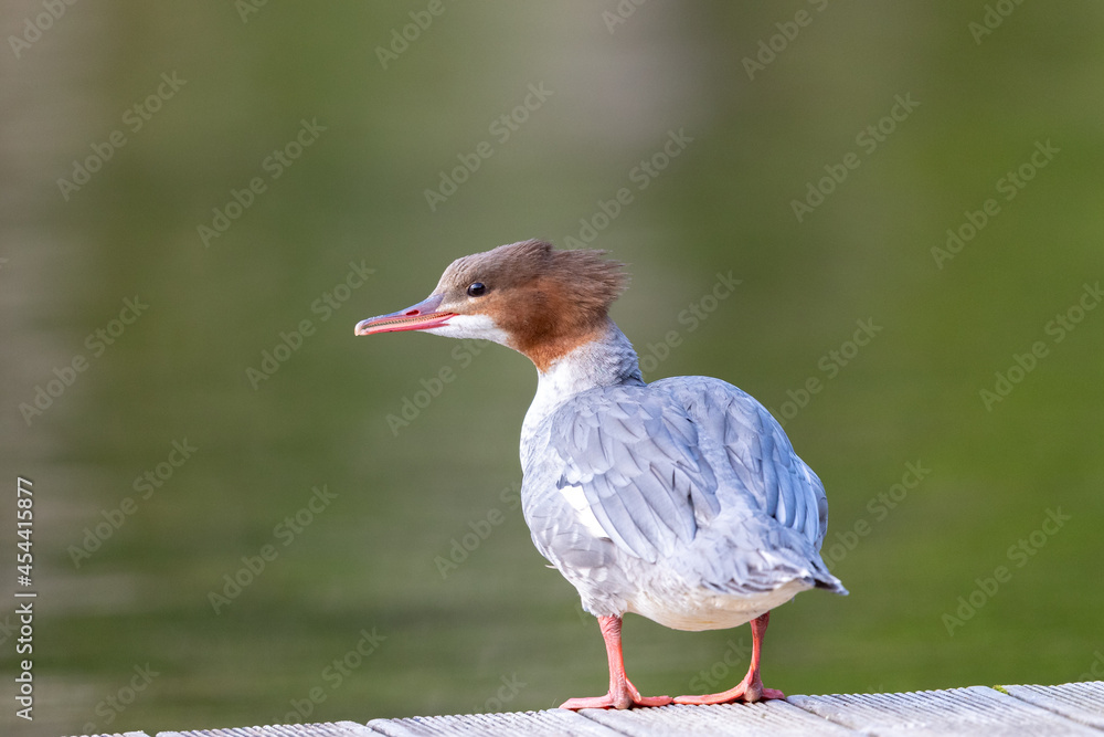Merganser waterfowl shot full body with head in profile. Shot in Sweden, Scandinavia Merganser waterfowl shot full body with head in profile. Shot in Sweden, Scandinavia