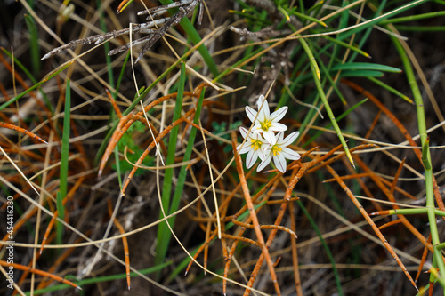 Flores Silvestres cordillerana 