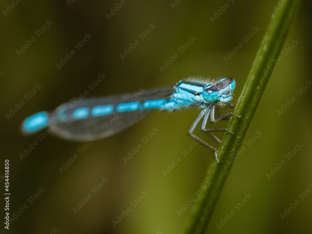 blue dragonfly on a green leaf blue dragonfly on a green leaf