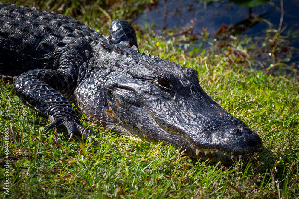 Photograph of an Alligator on land in the Everglades Photograph of an Alligator on land in the Everglades