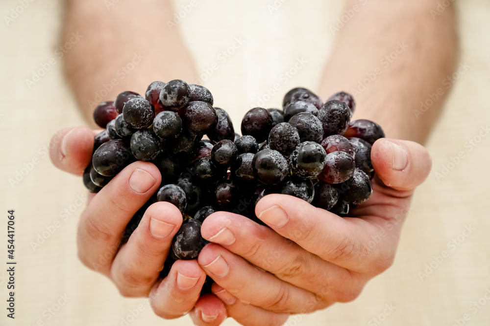 Bunches of natural organic farmer's black grapes on black plate background top view close up cup.
Bunches of natural organic farmer's black grapes on black plate background top view close up cup.