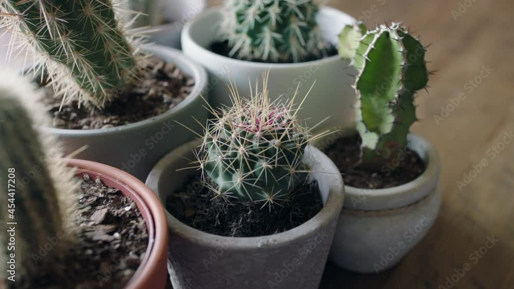 child hand touching cactus with finger poking sharp cacti childhood curiosity child hand touching cactus with finger poking sharp cacti childhood curiosity