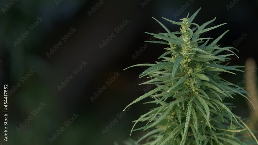 Mature marijuana plant with bud and leaves. Texture of marijuana plants at outdoor cannabis farm. Concept of herbal alternative medicine, cbd oil, pharmaceptical industry. Mature marijuana plant with bud and leaves. Texture of marijuana plants at outdoor cannabis farm. Concept of herbal alternative medicine, cbd oil, pharmaceptical industry.