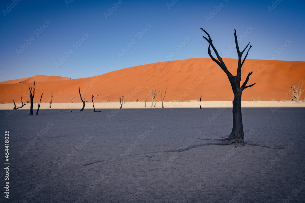 Dead acacia trees and red dunes in Deadvlei. Sossusvlei. Namib-Naukluft National Park, Namibia Dead acacia trees and red dunes in Deadvlei. Sossusvlei. Namib-Naukluft National Park, Namibia