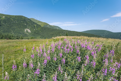 incredibly beautiful flowers growing on the mountain heights. mountain trip in Ukraine