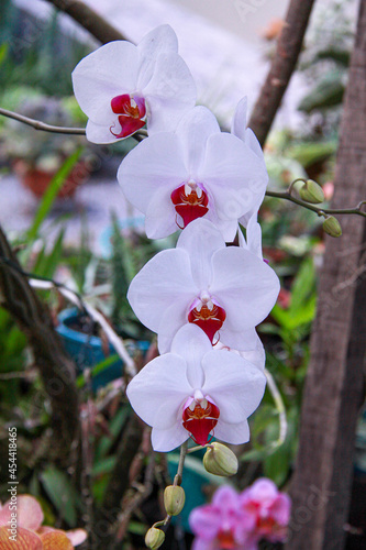 orquideas e cactus #454418465