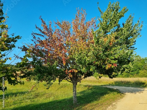 Paysage été