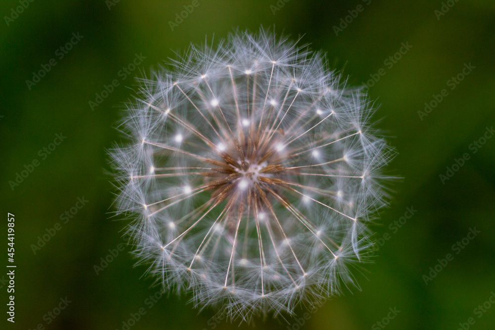 Fototapeta premium dandelion seed head