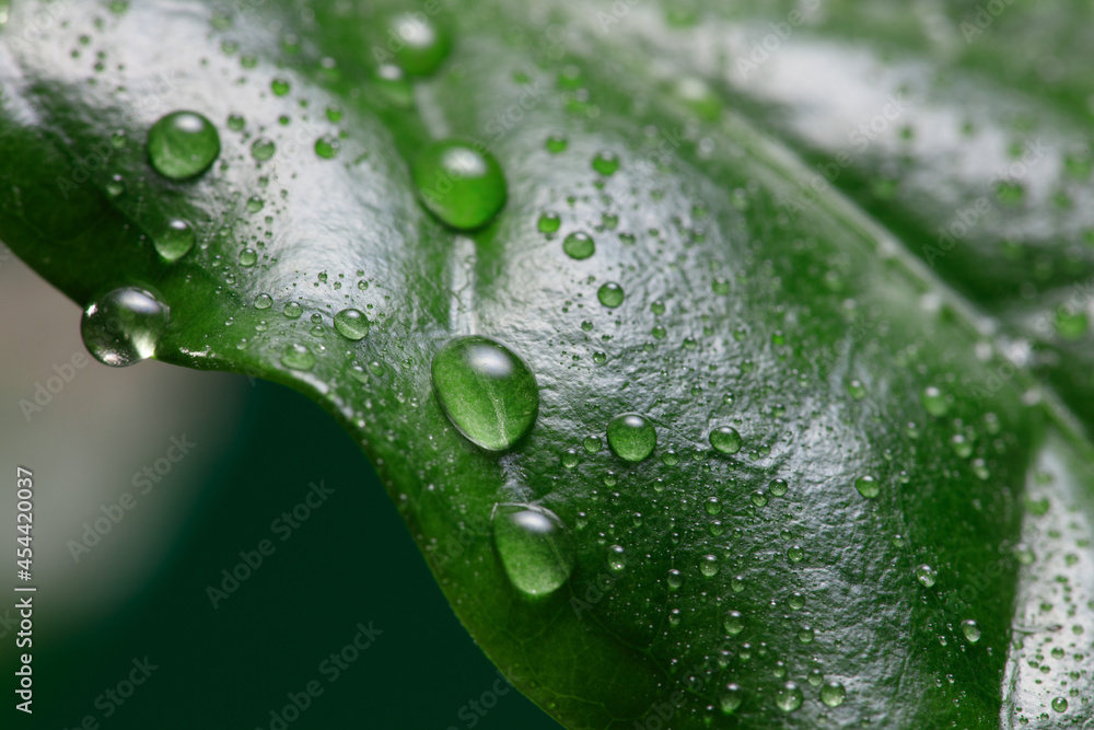 Coffee leaf with raindrops. Dew spotted or raindrops on green leaves. Shallow depth of field