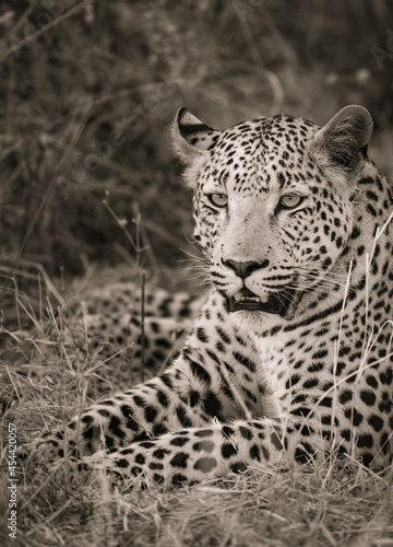 Majestic leopard in Okonjima reserve , Namibia 