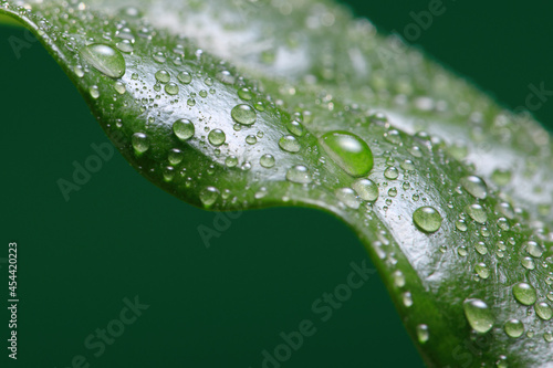 Coffee leaf with drops. Dew spotted or raindrops on green coffee​ leaves. Shallow depth of field