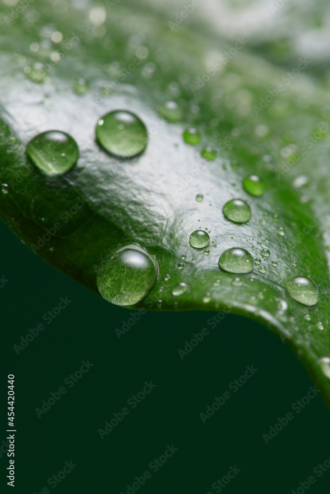 Dew spotted or raindrops on green coffee​ leaves. Coffee leaf with drops. Shallow depth of field