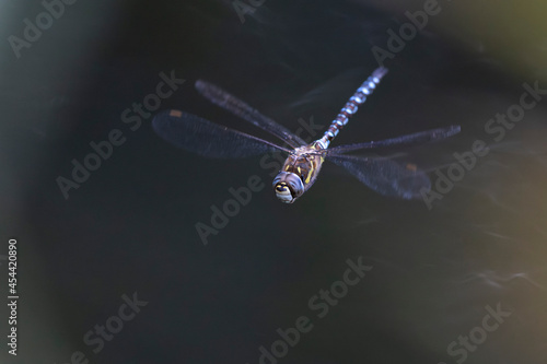 Migrant Hawker Aeshna mixta in flight over water photo