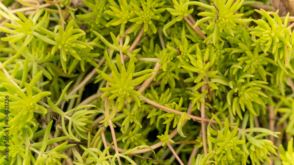 Stonecrop, or sedum, succulent plant, in winter Stonecrop, or sedum, succulent plant, in winter