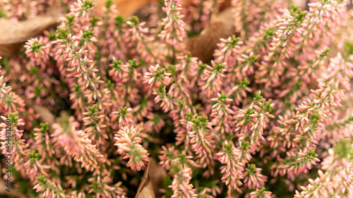 Close up on heather in winter	