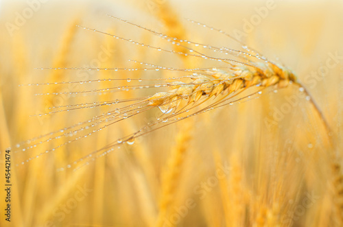 ripe golden wheat or rye ear with dew drops in sunlight.  Beautiful nature sunset landscape. Selective focus. Close-up.