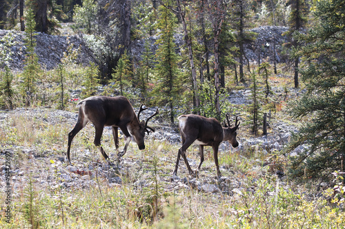 Two caribou walk along a grassy opening in the wild photo