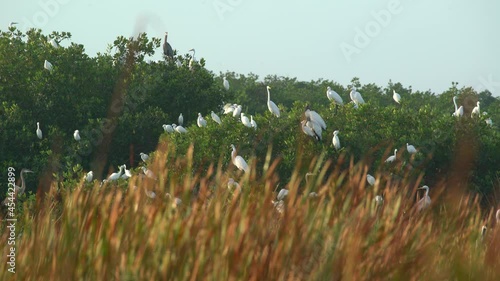 2021 - A rookery of white ibis birds flies and nests in the Florida Everglades. photo