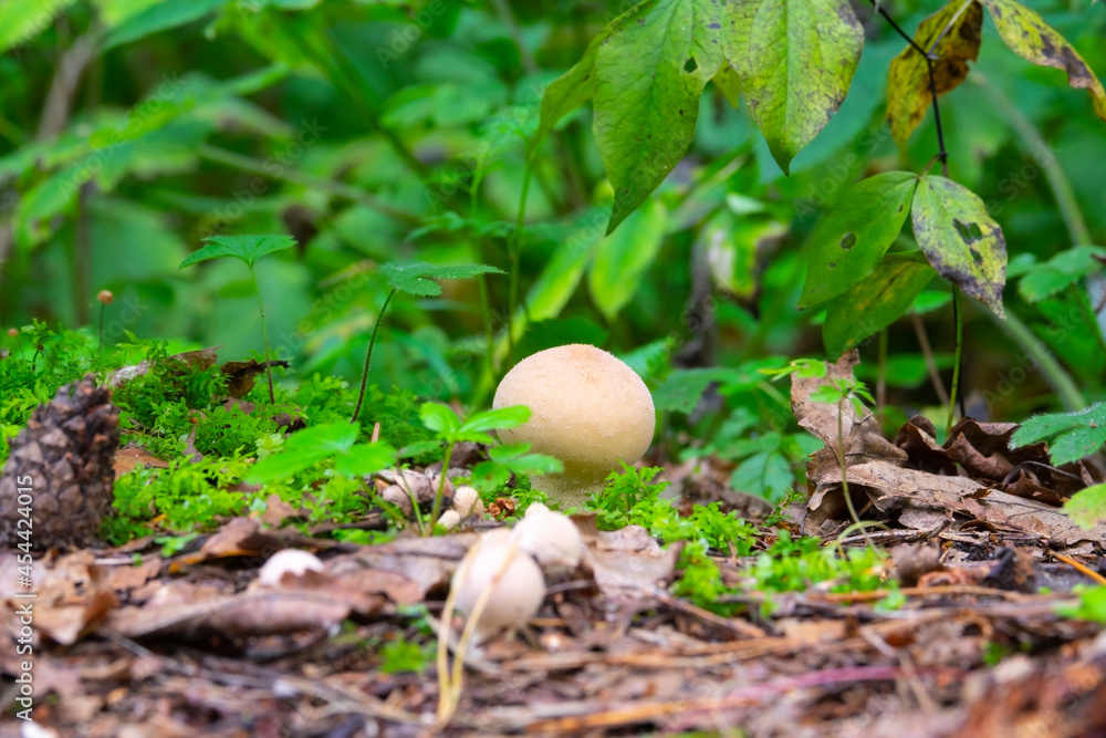 Raincoat mushrooms in the forest (L. perlatum) Raincoat mushrooms in the forest (L. perlatum)
