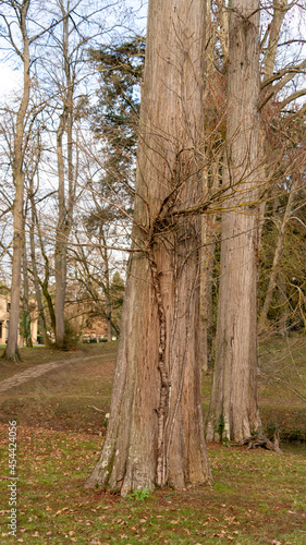 Young tree growing on the trunk of a large bald cypress tree, stripped of its foliage, in winter 