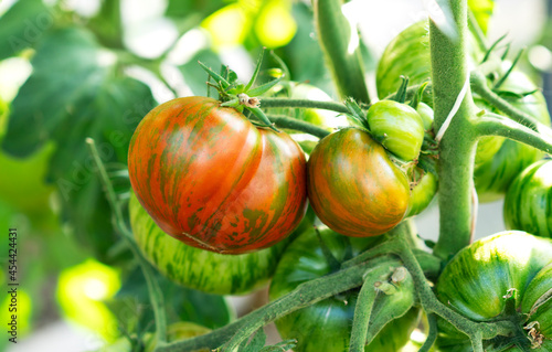 Growing red striped tomato variety, ripening of tomatoes. Farming concept. Selective focus.
