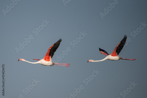 Flamingo » Greater Flamingo » Phoenicopterus roseus